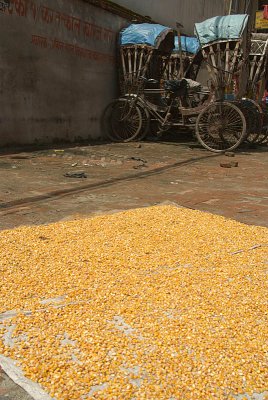 Corn Drying in the Sun Kathmandu