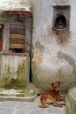 Prayer Wheel and Dog by Boudha Stupa.jpg
