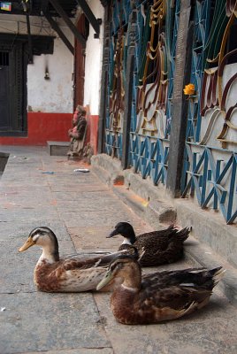 Ducks in a Temple Kathmandu