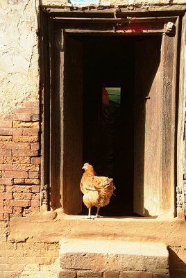 Chicken in a Doorway Bhaktapur
