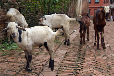 Goats in the Street Bhaktapur