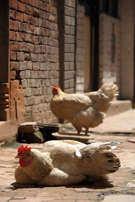 Chickens in the Sun Bhaktapur