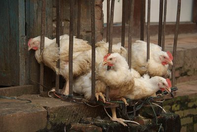 Chickens Trying to Escape Bhaktapur