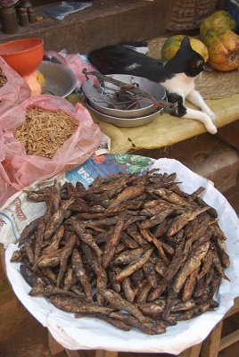 Dried Fish and Cat Bhaktapur