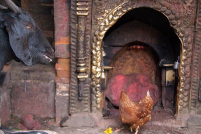 Goat and Chicken in Shrine