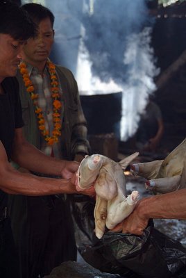 Butchered Goat Dakshinkali 03