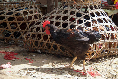 Chicken for the Chop Dakshinkali 02