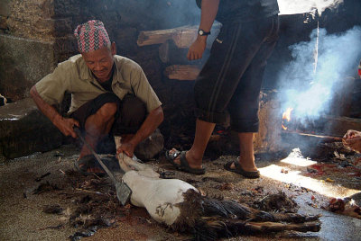 Cleaning Sacrificed Goat Dakshinkali 01