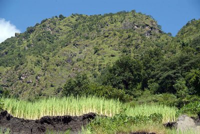 Edge of Rice Field Annapurna Round