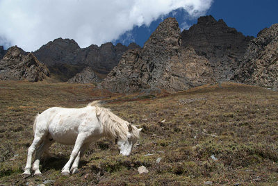 Horse by Path to Thorung Phedi