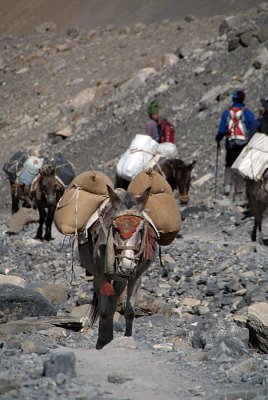 Mules Climbing Thorung La