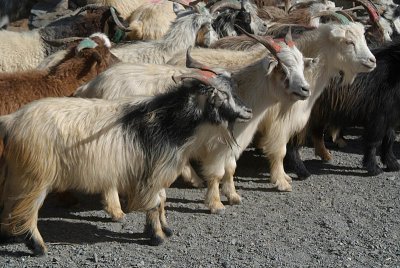 Mustang Goats on Road