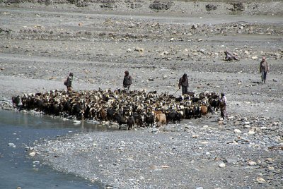 Goats at River en route to Ghasa