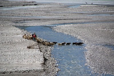 Goats Crossing River en route to Ghasa 02