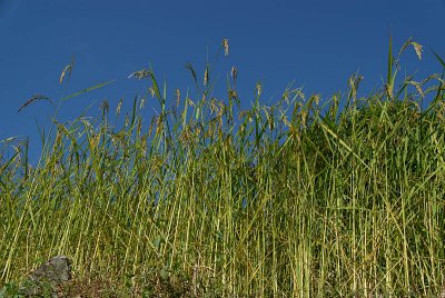 Looking up at Rice Field en route to Ghorepani