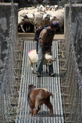 Goats on Suspension Bridge Tikhedhunga