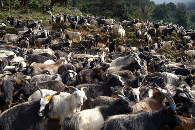 Large Herd of Goats near Ghorepani