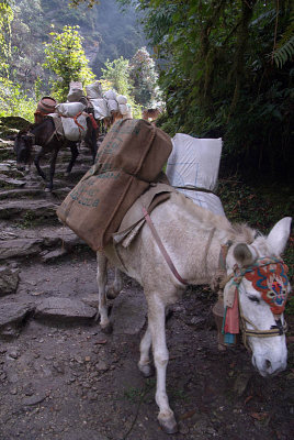 Mules on the Path from Ghorepani