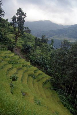 Terraced Rice Field near Tikhedhunga