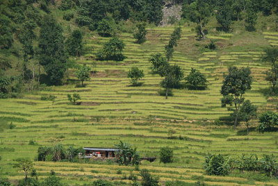 House Amongst Rice Fields near Birethanti