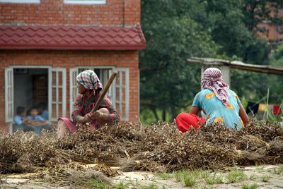 Women Thrashing Peas Bhaktapur