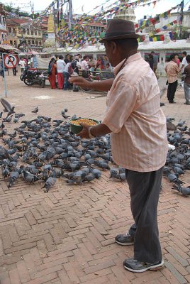 Feeding the Pigeons Boudha