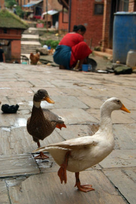 Dancing Ducks near Changu Narayan Temple