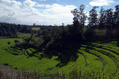 Rice Fields near Bhaktapur