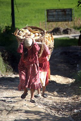 Women Harvesting Corncobs