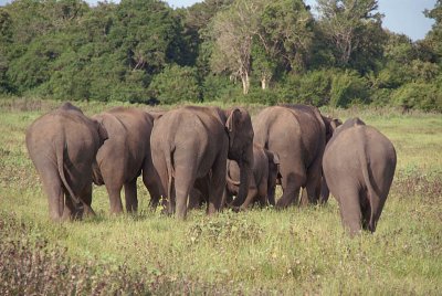 Elephants at Kaudulla