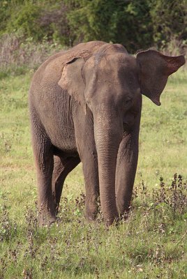 Elephant at Kaudulla