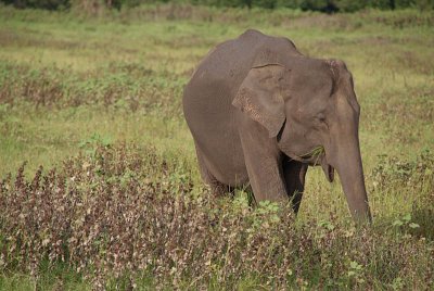 Elephant at Kaudulla