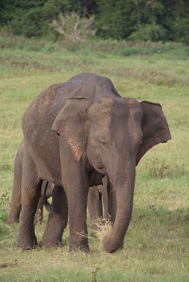 Elephant at Kaudulla