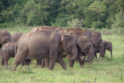 Elephants at Kaudulla