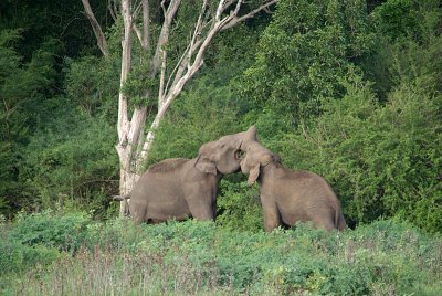 Fighting Elephants at Kaudulla
