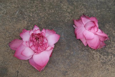 Pink Flower Offerings Anuradhapura