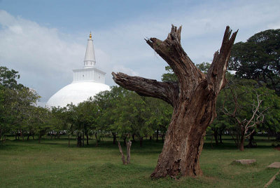 Tree and Dagoba Anuradhapura