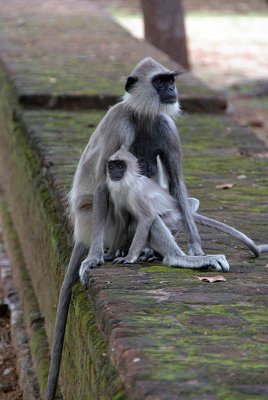 Langur Monkeys at Polonnaruwa