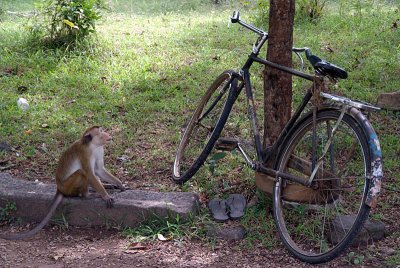 Monkey and Bike Polonnaruwa