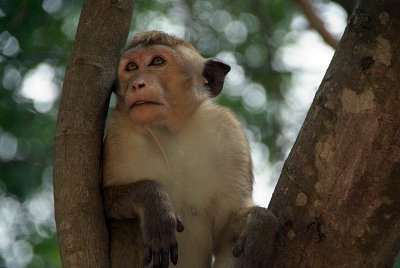 Monkey in a Tree Polonnaruwa