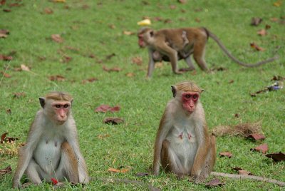 Monkeys at Polonnaruwa