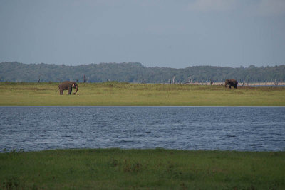 Bull Elephants across the River Kaudulla