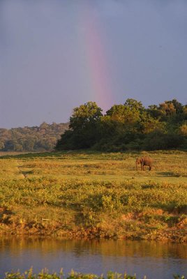 Elephant and Rainbow