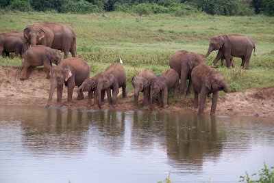 Elephants at the Water Kaudulla