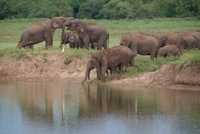 Elephants at the Water Kaudulla 02