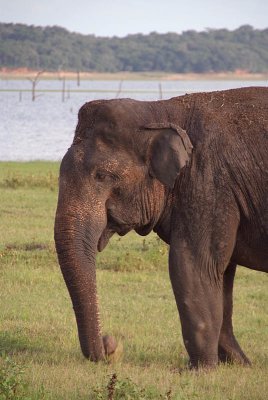 Old Bull Elephant Kaudulla
