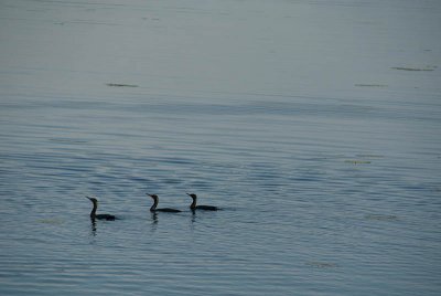 Three Cormorants Swimming