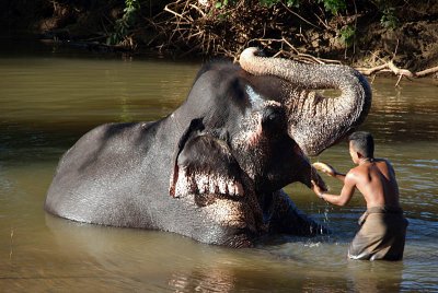 Mahoot Washing his Elephant