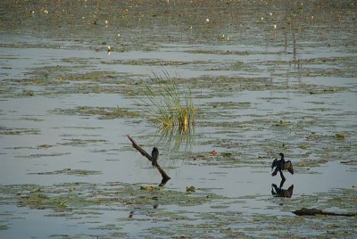 Cormorant Drying Wings Sigriya