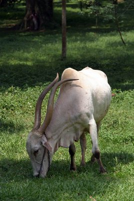 Long Horned Cow Kandy Botanical Gardens